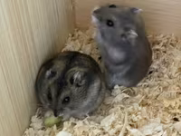 Taxta hamster evi və aksesuar dəsti / 2 balaca hamster (2 ayliq,hər — Foto 3