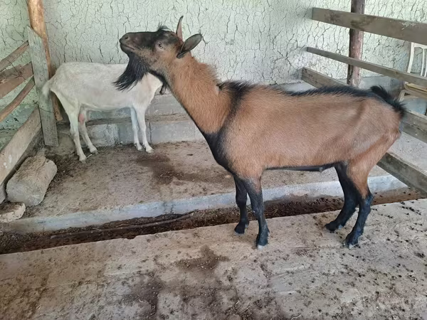 Kozel, Alpine goat