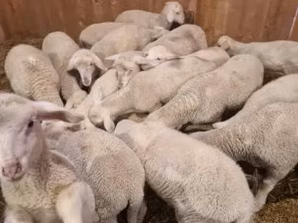 كبش, Merinoland sheep