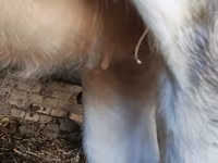 Buqa, Simmental cattle — 4-rasm