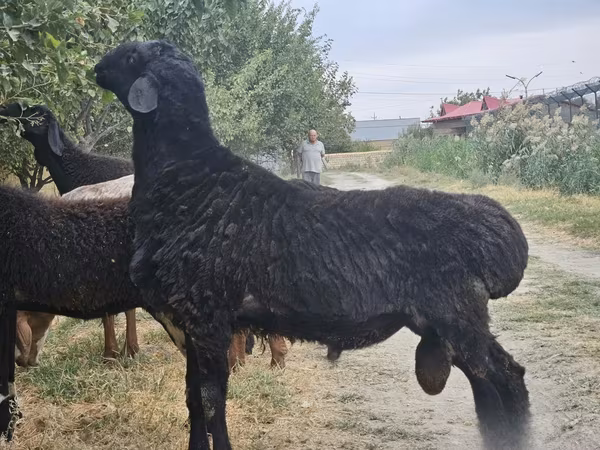 公羊, Sheep