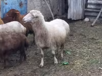 نعجة, Merino sheep — الصورة 5