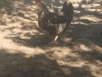 斯洛文尼亚横斑母鸡 — 照片 2