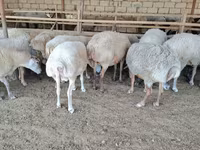 Sheep (batch, sex not specified), Sheep — photo 2