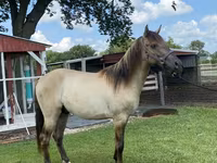 घोड़ा, Rocky Mountain Horse — फ़ोटो 6