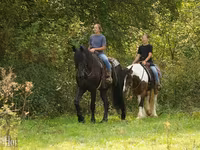 At, Friesian — foto 2
