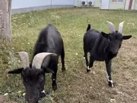 Kozel, Nigerian dwarf goats — foto 3