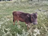 Bull, Cattle — photo 2