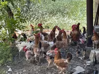 Chickens — photo 3
