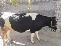 Krava, Russian Black pied cattle — foto 4