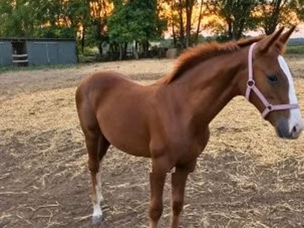 Mare, Kisber felver