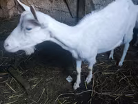 बकरा, Saanen goat — फ़ोटो 3