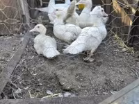 Ducks — foto 1