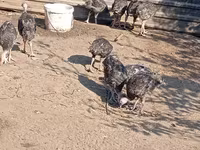 Turkeys — फ़ोटो 3