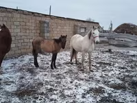 Toychoq, Otlar — 2-rasm