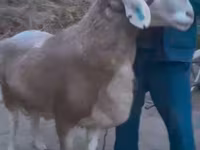 公羊, Sheep — 照片 4