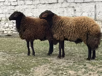 Qoç, Qoyunlar — foto 7