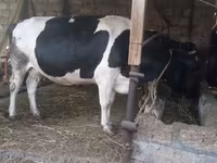 İnək, Russian Black pied cattle — foto 7