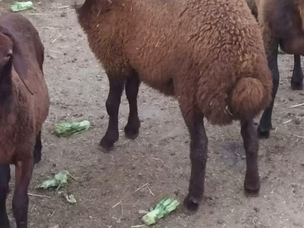 Ram, Sheep — Azerbaijan