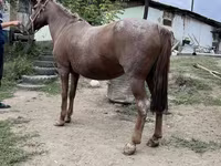 Kobyła, Kazakh horse — zdjęcie 5
