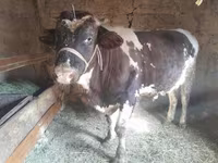 Byk, Russian Black pied cattle — zdjęcie 3
