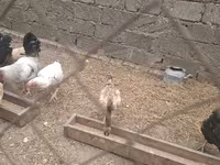 Chickens — foto 3