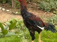 Chickens — photo 1