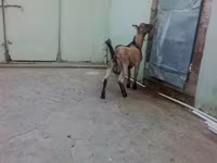 Cabro, Cabras — foto 2