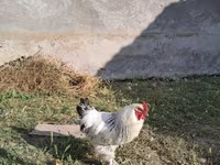 Brahma — photo 2