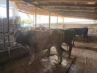 Cow, Swiss cattle — photo 7