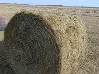 Продам сено рядом с Кокшетау — फ़ोटो 2