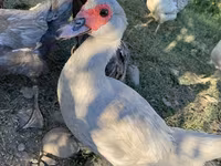 Ducks — photo 5