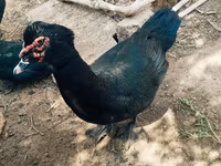 Ducks — फ़ोटो 7