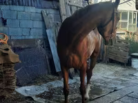 母马, Horses — 照片 3