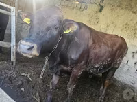 Buğa, Red Estonian cattle — foto 3