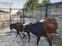 Vaca, Simmental cattle — foto 6