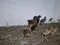 Chickens — photo 3