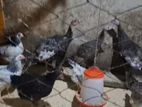 Chickens — foto 2