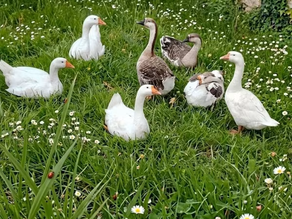 Geese — Azerbaijan