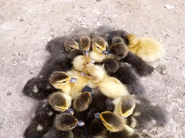 Ducks — Azerbaijan