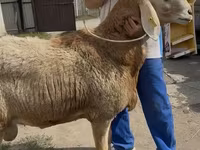 Sheep, Baerchuke sheep — photo 1