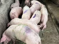 Säue, Schweine — Foto 1