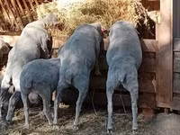 मेढ़ा, Merino sheep — फ़ोटो 3