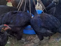 Chickens — foto 7