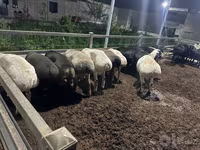 Qoç, Qoyunlar — foto 7