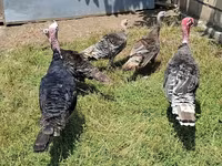 Turkeys — photo 1