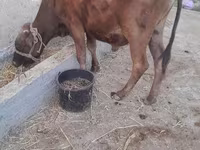 牛只（批次，未指定性别）, Cattle — 照片 7