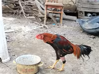 Chickens — foto 7