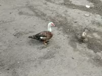Domestic Muscovy — photo 1