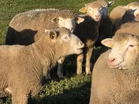 Qoç, Ile-de-France sheep — foto 3